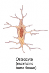 Osteocytes are mature bone cells which maintain daily metabolism, such as the exchange of nutrients and wastes with the blood. They are the main cells in the bone tissue and they do not undergo any cell division. 