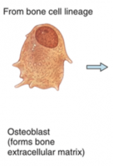 Osteoblasts are bone building cells. They synthesise and secrete collage fibres and other organic components needed to build the extracellular matrix of bone tissue, and they initiate calcification. As osteoblasts surround themselves with extracel...