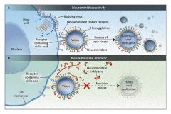 mechanism:
inhibit influenza neuramidase --> less release of progeny virus

clinical use
treatment and prevention --> influenza A and B
treatment as to be started 48 hours within onset of symptoms