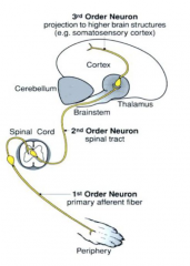 Nociceptor -> First order neuron -> Second order neuron (spinal cord) -> Third order neuron (brain) 