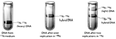 The figure above depicts the result of an experiment to determine how DNA replication occurs. Based on these results, it appears that after replication each DNA molecule is made of