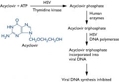 mechanism:
Guanosine analogs
--> monophosphorylated by HSV and VZV thymidine kinase
-->inhibits viral DNA polymerase

clinical use:
HSV and VZV
HSV
-->mucocutaneous and genital lesions as well as encephalitis

Valacyclovir = prodrug of acyclovir w...