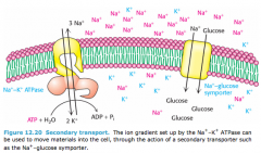 Consider the Figure shown below, which illustrates the relation between the sodium-glucose symporter and the Na+—K+ ATPase. If the symporter were inhibited, what effect would such inhibition have on the ATPase?