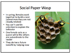 Social Paper Wasp Example