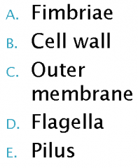 Which of these structures is found in gram-negative bacteria but not gram positive bacteria?
