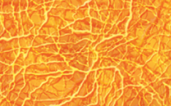 A nerve net is a network of continuously interconnected nerve fibers