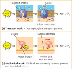 how ATP drives transport and mechanical work