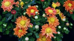 Chrysanthemum (daisy)