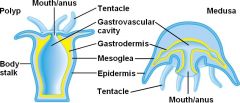 Gastrodermis (Endoderm)