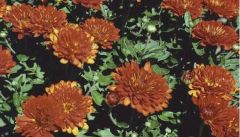 Chrysanthemum (cushion)