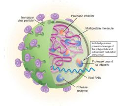 Atazanavir, Darunavir, Fosamprenavir, Ininavir, Lopinavir, Ritonavir, Saquinavir

mechanism

assembly of virions depends on HIV-1 protease (pol gene)
-->cleaves the polypeptide products of HIV mRNA into their functional parts

-->protease inhibito...