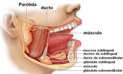 La de mayor tamaño, debajo y delante del conducto auditivo externo. su conducto exterior se llama STERNON y vacía la saliva en los SEGUNDOS MOLARES
- amilasa