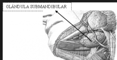 triangulo submandibular, el conducto se llama  WHARTON y se encuentra a cada lado del frenillo linguae