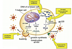 HIV drug
Fusion inhibitor

mechanism:
binds gp41 --> inhibiting viral entry

toxicity
skin reactions at injection sites

Enfuviritide inhibits fusion
