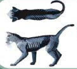 Ribs visible on shorthaired cats; no palpable fat; severe abdominal tuck; lumbar vertebrae and wings of ilia easily palpated. Too thin.