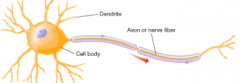 The structure that branches out from the cell body to receive electrical signals from other neurons