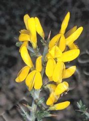 Genista scorpius (Fabaceae)