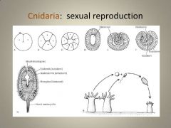 Sexual Reproduction