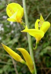Spartium junceum (Fabaceae)