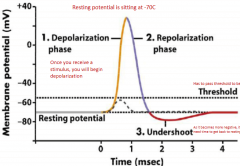 Resting potential

Signal reaches past threshold

Depolarization phase

Repolarization phase

Undershooting 

Resting potential 