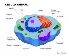 Célula Animal