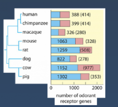 Humans
Chimps
Macaque
Mouse
Rat
Dog
Cow
Pig

Blue = genes
Red = pseudo 