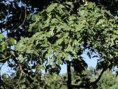 Uercus pyrenaica (Fagaceae)