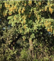 Quercus ilex subsp. ballota (Fagaceae)