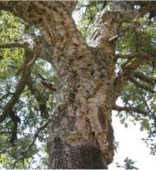 Quercus suber (Fagaceae)