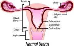 •Wall 
 –Cervix 
 •Neck 
 –Isthmus 
 •Narrowing 
 –Body 
- Fundus