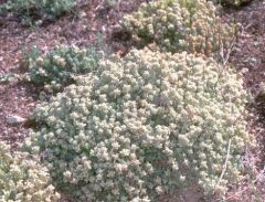 Teucrium gnaphalodes (Lamiaceae)