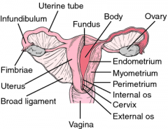 •Layers 
 –Perimetrium 
      •Connectivetissue 
 –Myometrium 
      •Smoothmuscle 
 –Endometrium 
      •Stratum basalis 
      •Stratum functionalis 
           –Innermost 
           –Sheds