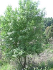 Fraxinus angustifolia (Oleaceae)