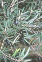 Olea europaea (Oleaceae)