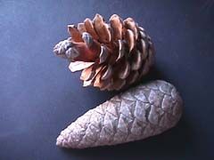 Pinus halepensis (Pinaceae)
