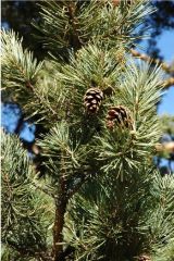 Pinus sylvestris (Pinaceae)