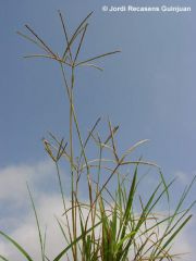 Cynodon dactylon (Poaceae)