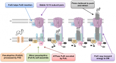 Contains many different components to get cargo across the periplasm intermediate

1) Sec secretion protein gets into periplasm by SecYEG

2) PilD (stable 12-14 subunit pore, inserted on outermembrane by PulS) will process pseudopilin (PulGH) and...