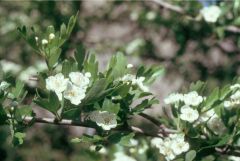Crataegus monogyna (Rosaceae)