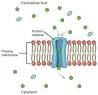 What specific type of plasma membrane protein does this diagram represent?