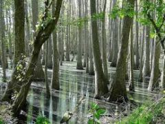Dismal Swamp