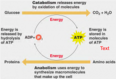 - Catabolism
- Glucose --> CO2 + H2O
- Energy = released by hydrolysis of ATP
- Energy is stored in molecules of ATP
- Amino Acids --> Proteins
- Anabolism
