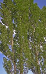 Populus nigra (Salicaceae)