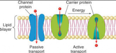 The membrane proteins represented in green in this diagram are _____ proteins.