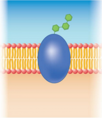 This diagram represents what specific type of membrane protein?