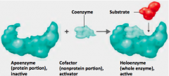 1. Apoenzyme (protein portion), inactive
+ 2. Cofactor (nonprotein), activator 
= 3. Holoenzyme (whole enzyme), active 
