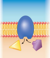 This diagram represents what specific type of membrane protein?
