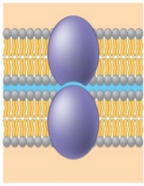 The purple protein represents a _____ protein. (Note: there are two cells in this image.)