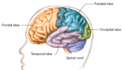 Lobe on the side of the brain that contains mechanism responsible for language, memory, hearing and vision

Contains the auditory cortex which receives signals from the ears