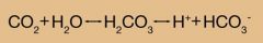 carbonic anhydrase is found in high concentrations in parietal cells
-catalyzes formation of H2CO3, which immediately dissociates into HCO3- and a proton

...catalyze carbon dioxide?